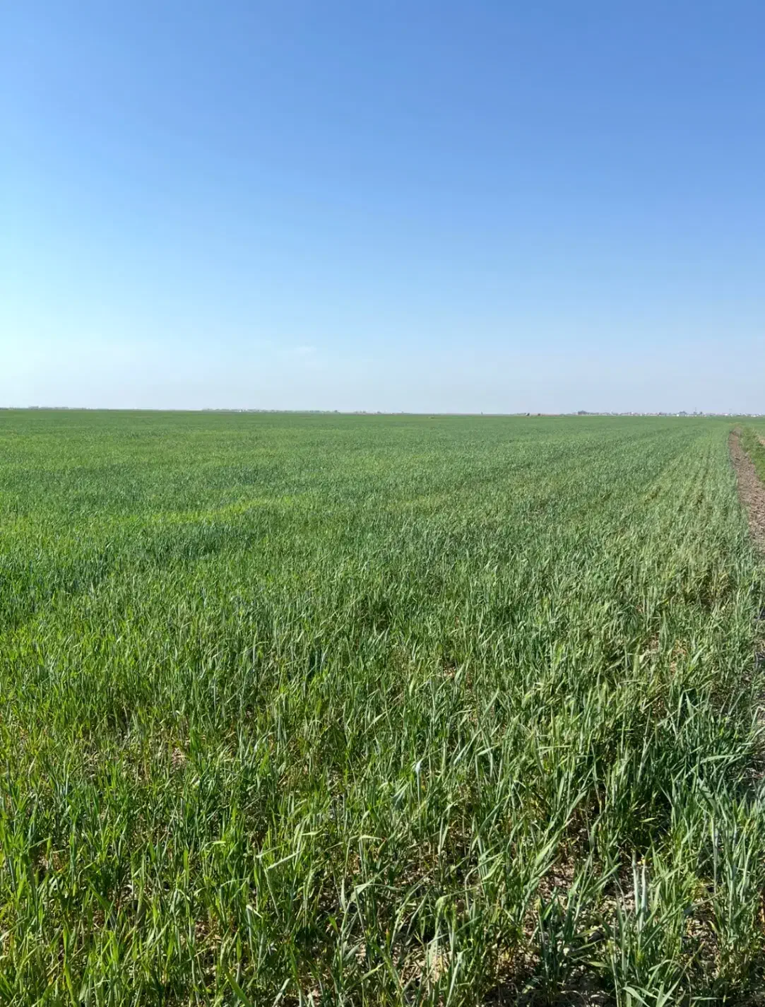 زمین کشاورزی با سند شش دانگ|فروش زمین و ملک کلنگی|بندر ترکمن, |دیوار