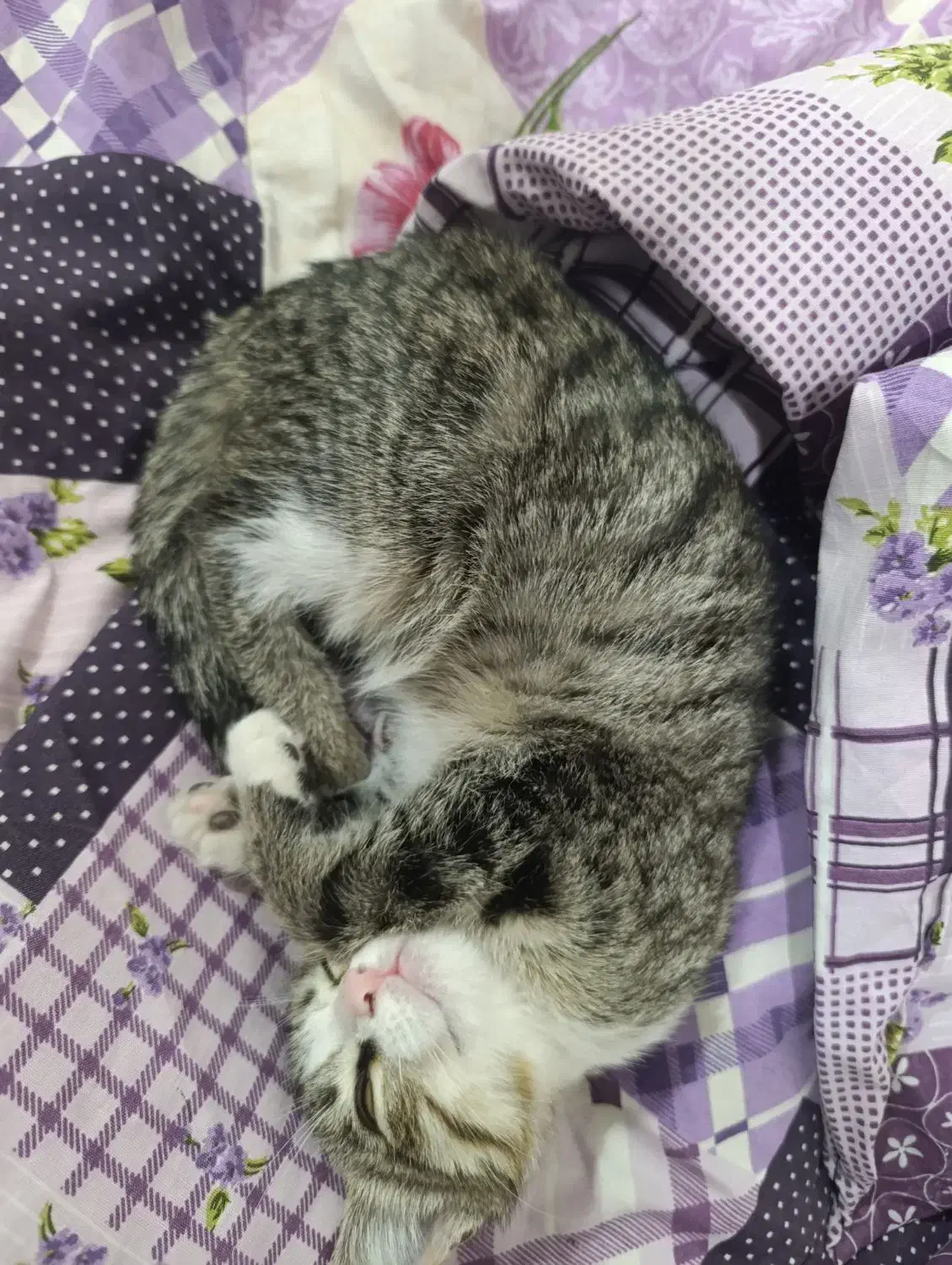 واگذاری گربه|گربه|اردبیل, |دیوار