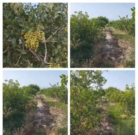 باغ پسته|فروش زمین و ملک کلنگی|بختگان, |دیوار