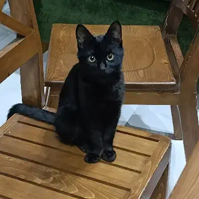 بچه گربه|گربه|ورامین, ورامین|دیوار