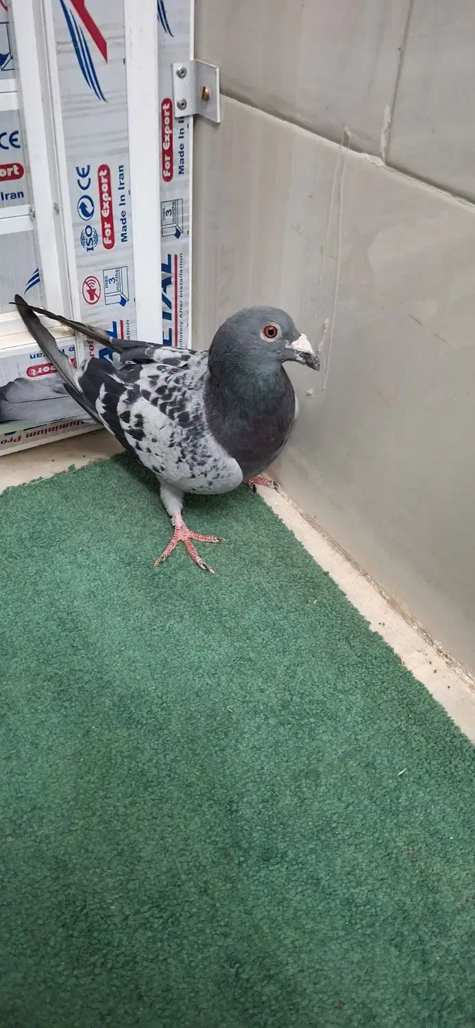 کفتر|پرنده|اردکان, |دیوار