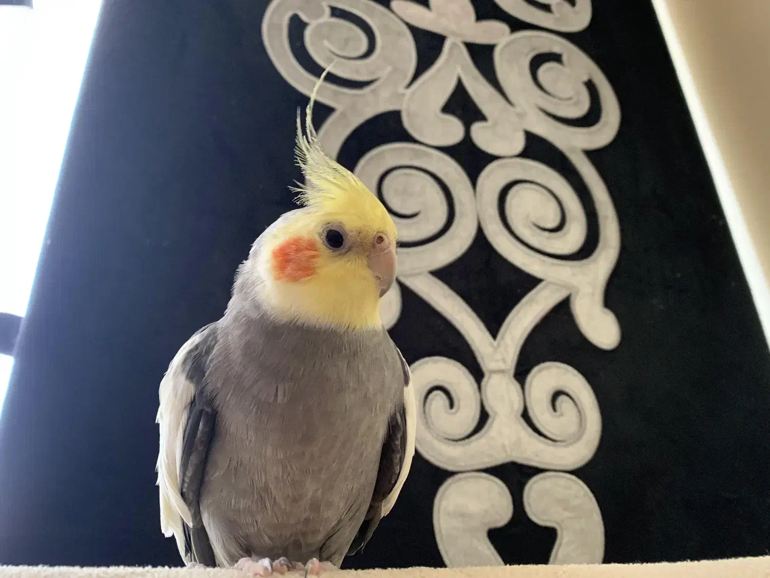 عروس هلندی به اسم تیتو|حیوانات|ارومیه, |دیوار