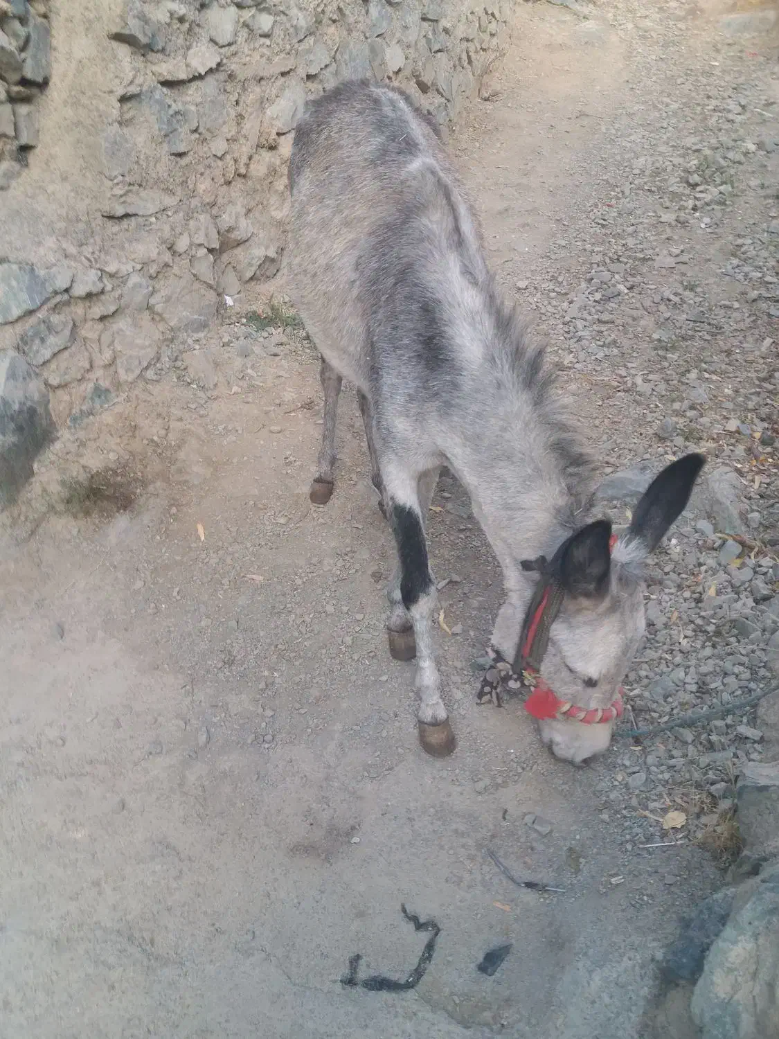 خرنر|حیوانات مزرعه|کلاترزان, |دیوار