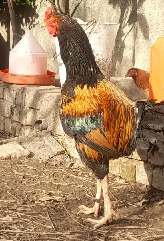 خروس دورگه|حیوانات مزرعه|مینودشت, |دیوار