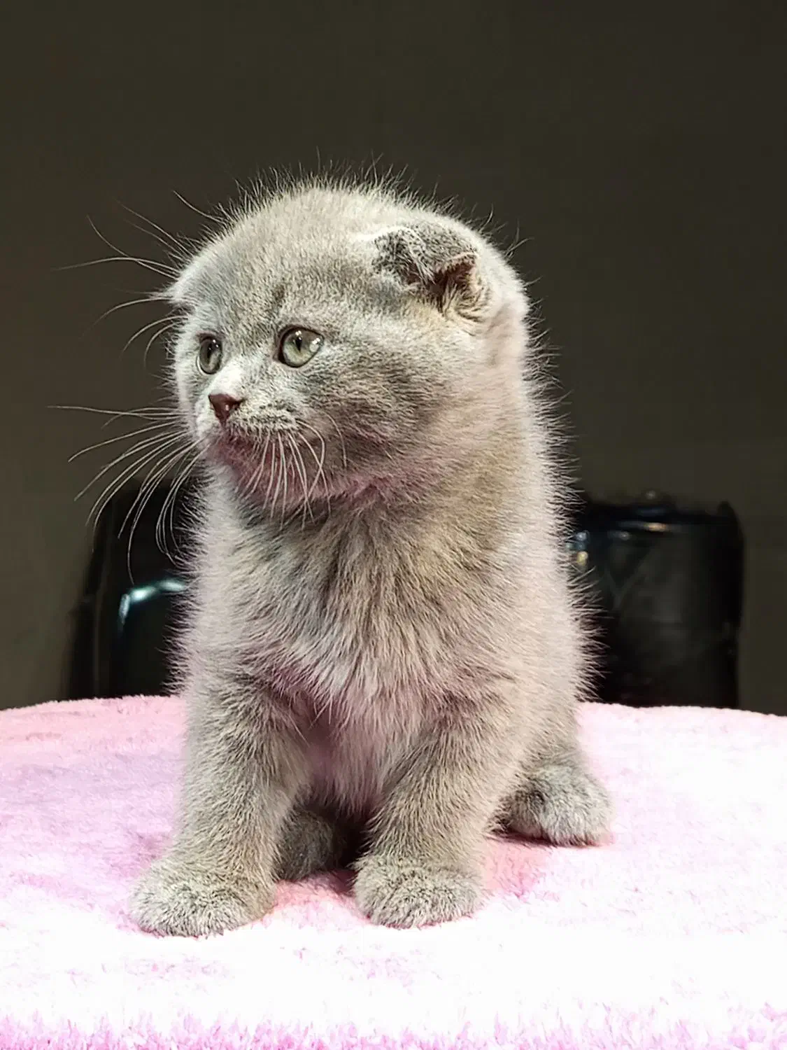 بچه گربه اسکاتیش خرسی|گربه|تهران, تهرانسر مرکزی|دیوار