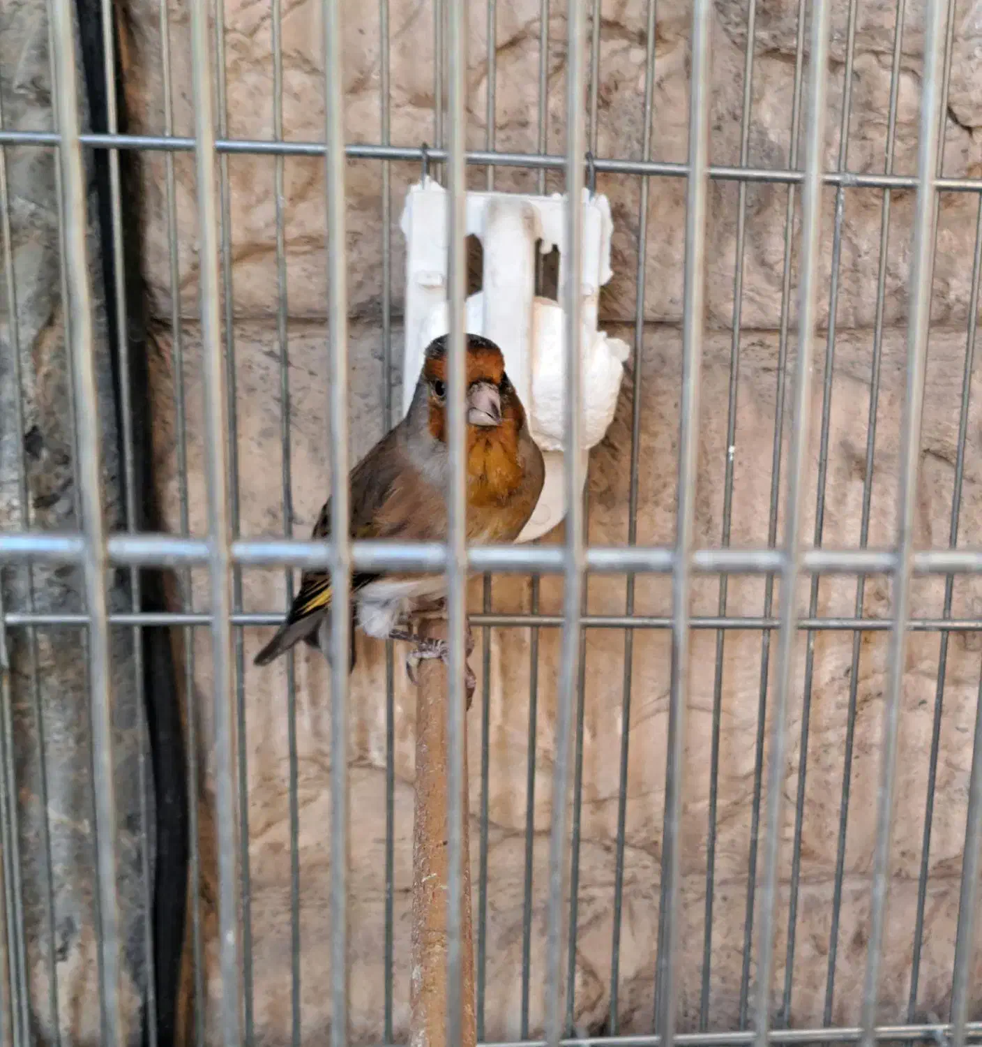 سهره قناری دهن سهره|پرنده|ری, سیزده آبان|دیوار