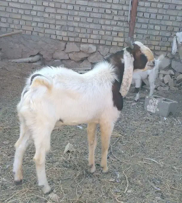 نربز گلابی پاکستانی|حیوانات مزرعه|شاهرود, |دیوار