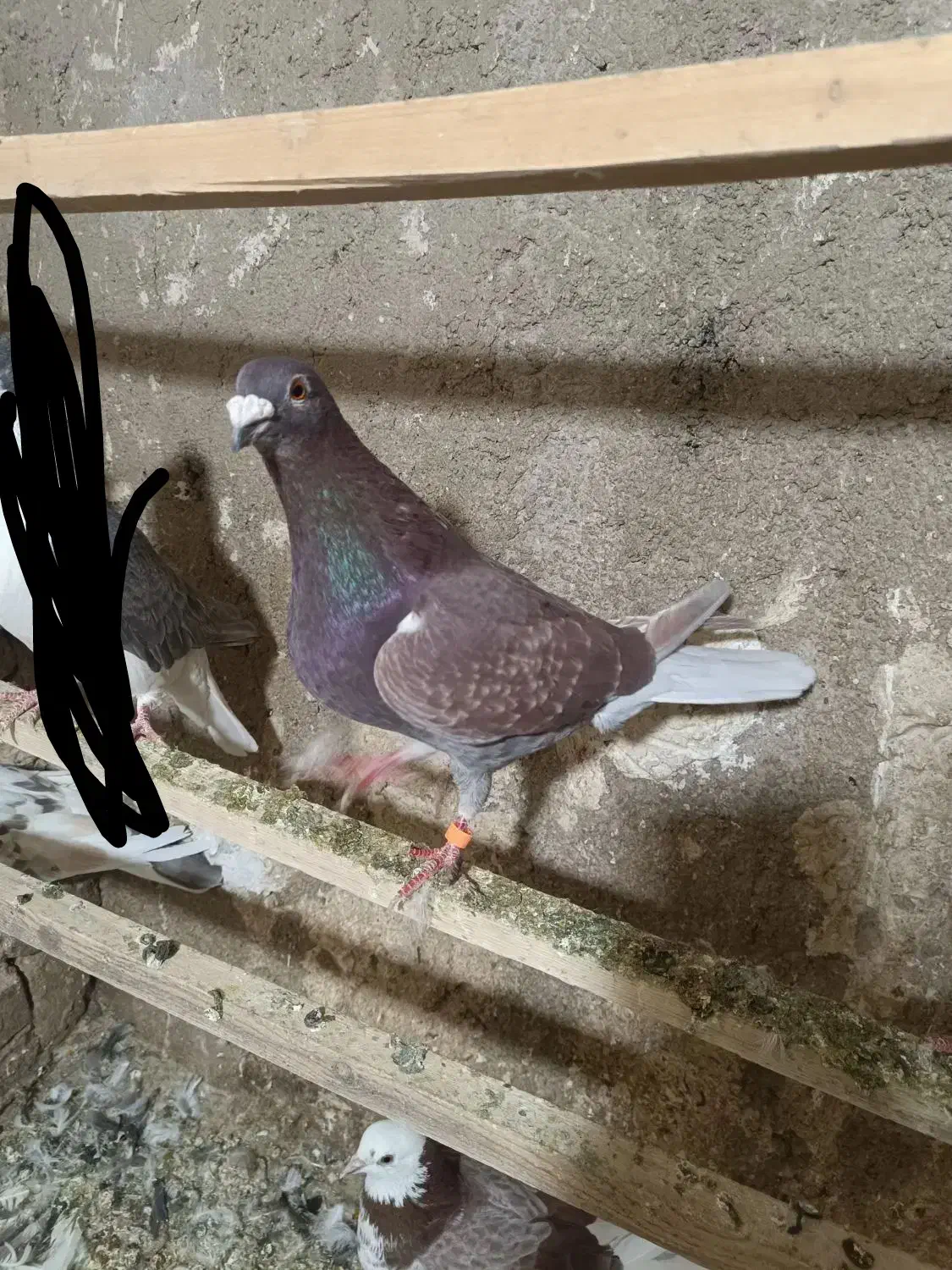 کبوتر|پرنده|خاوران, |دیوار