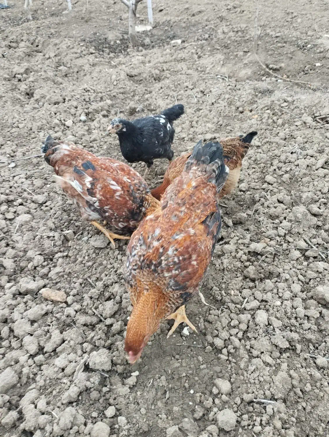 مرغ محلی|حیوانات مزرعه|نکا, |دیوار