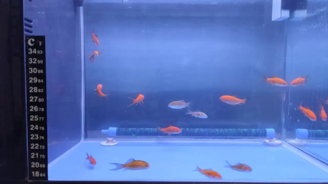 ماهی..|ماهی|بیرجند, |دیوار