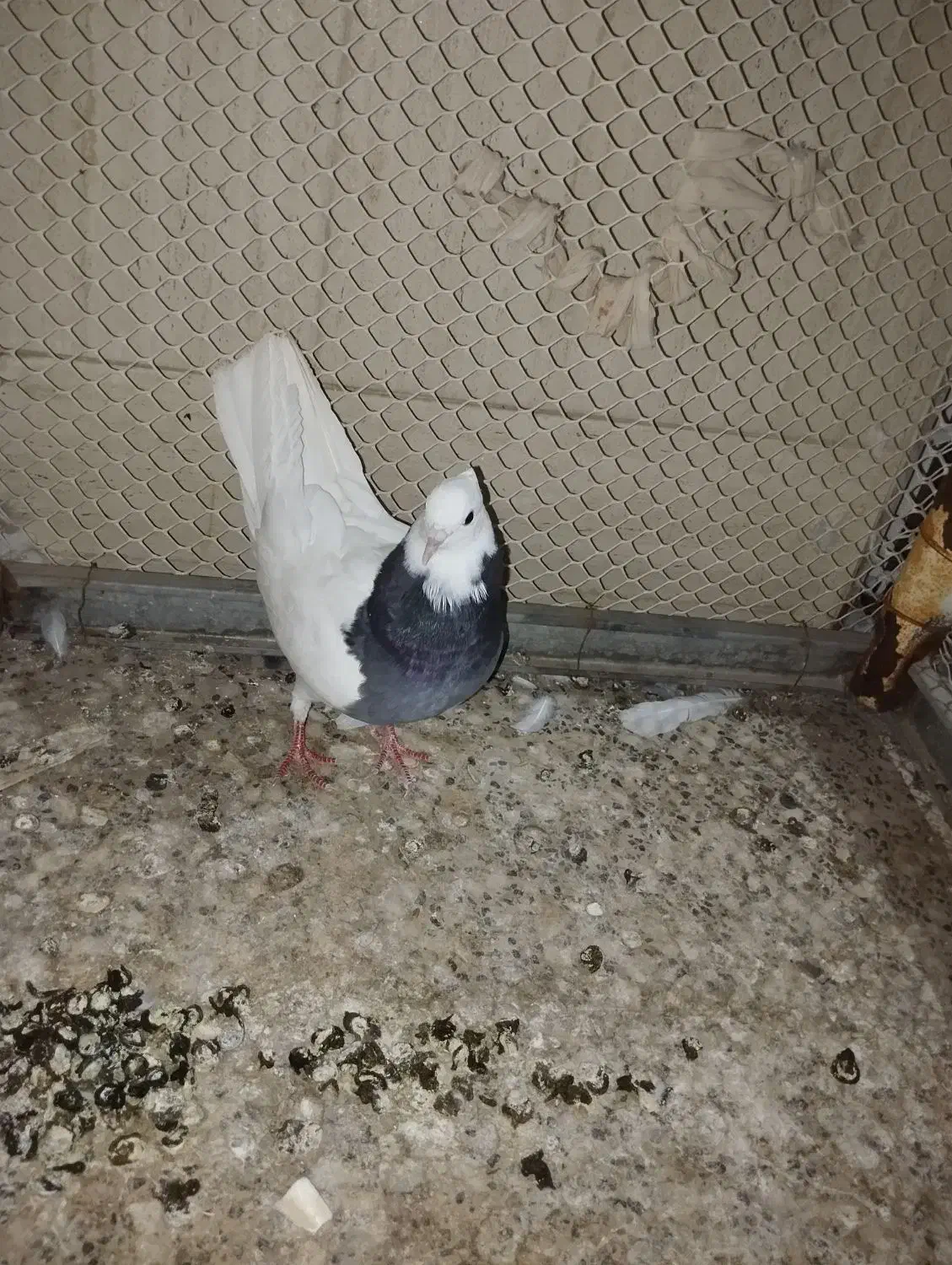کفتر|پرنده|اردکان, |دیوار
