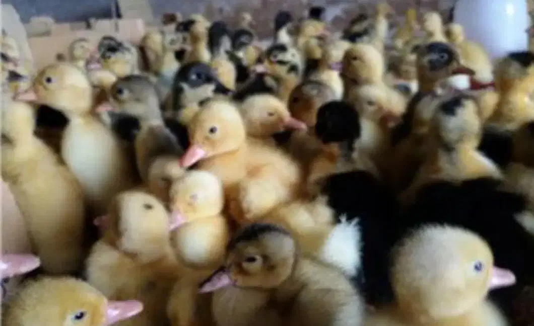 جوجه عمده و تک|حیوانات مزرعه|کرمانشاه, |دیوار