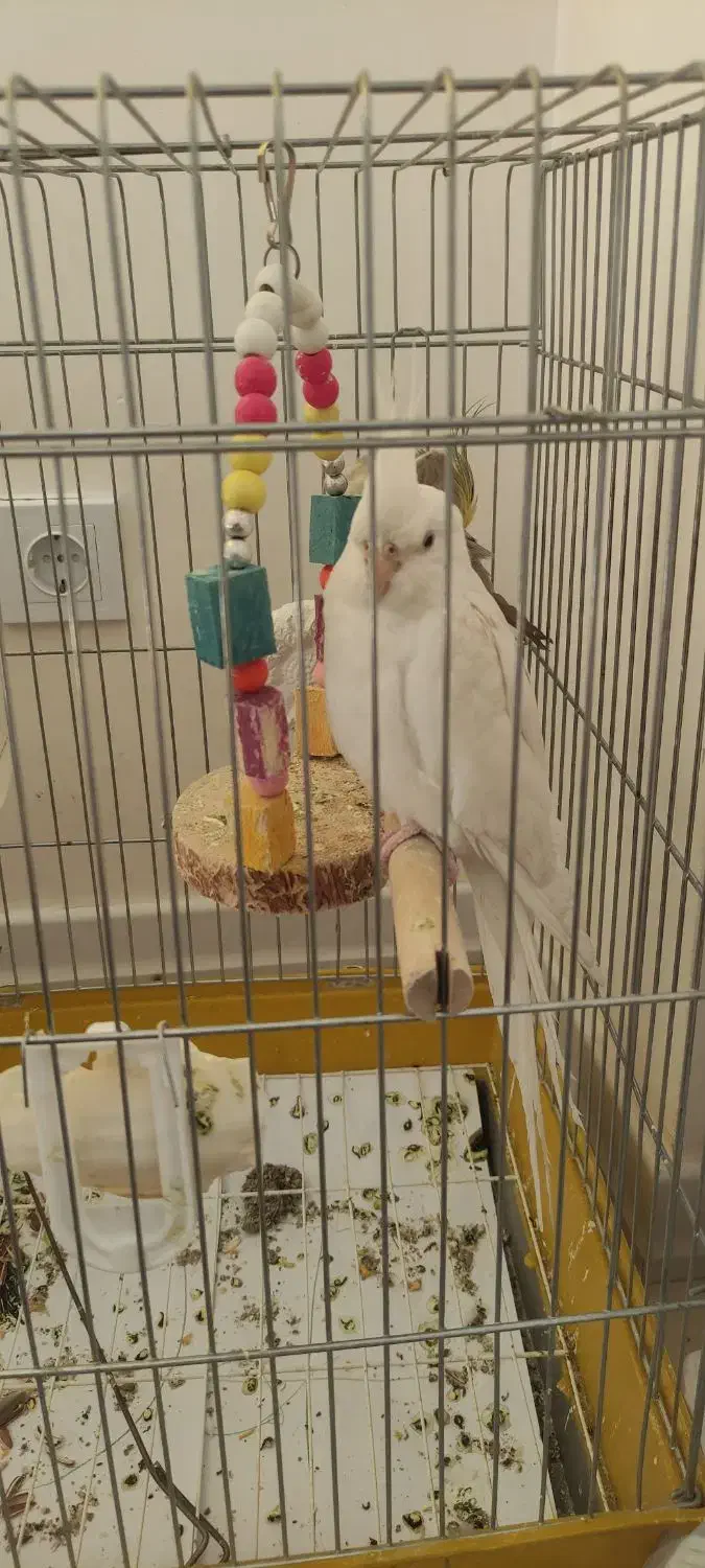 عروس هلندی|پرنده|محمدیه-قزوین, |دیوار