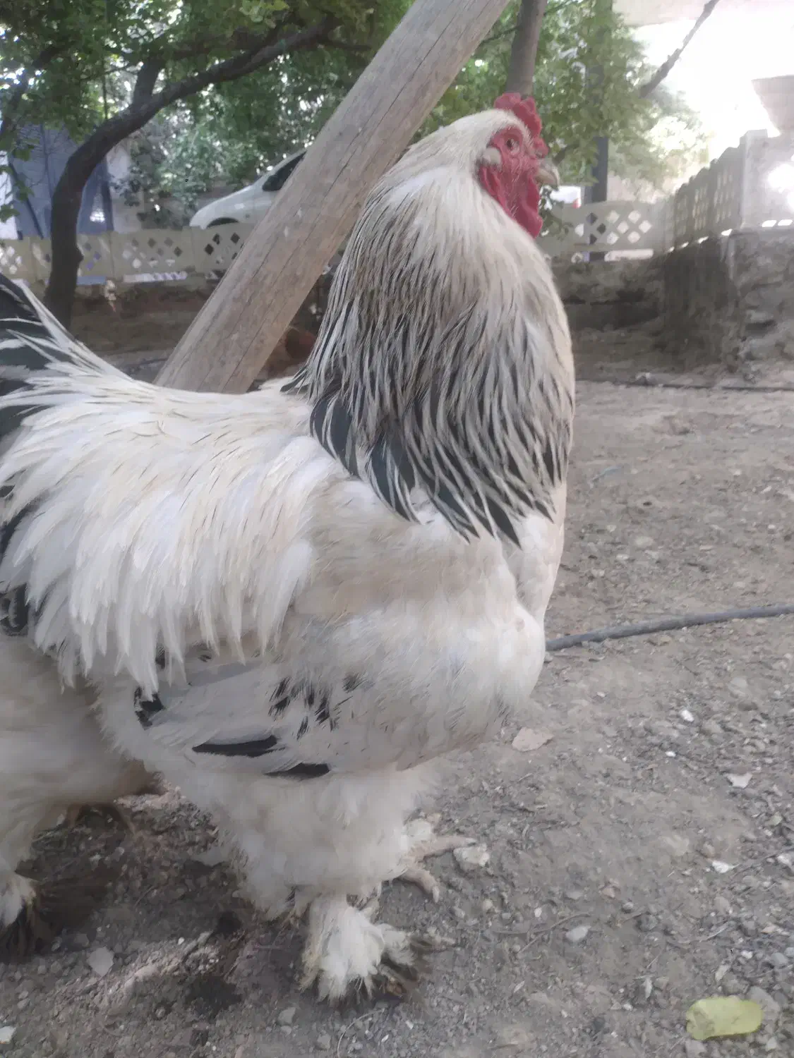 تخم مرغ نطفه دار نژاد برهما|حیوانات مزرعه|هشتگرد, تهران دشت|دیوار