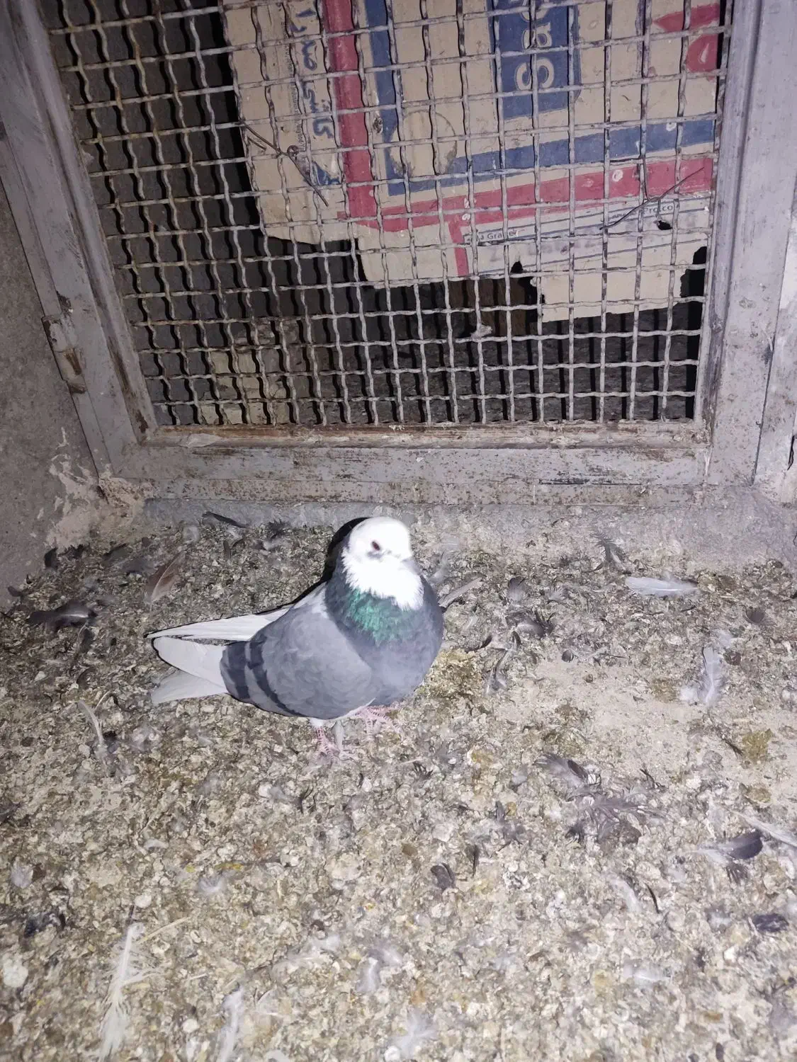 شازده سبز تهرونی پرش بالا|پرنده|برخوار, |دیوار