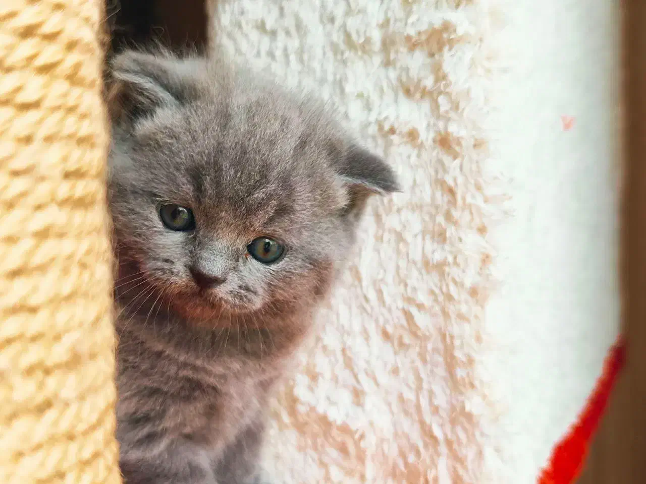 گربه های اسکاتیش بریتیش|گربه|تربت‌حیدریه, منصوریه|دیوار