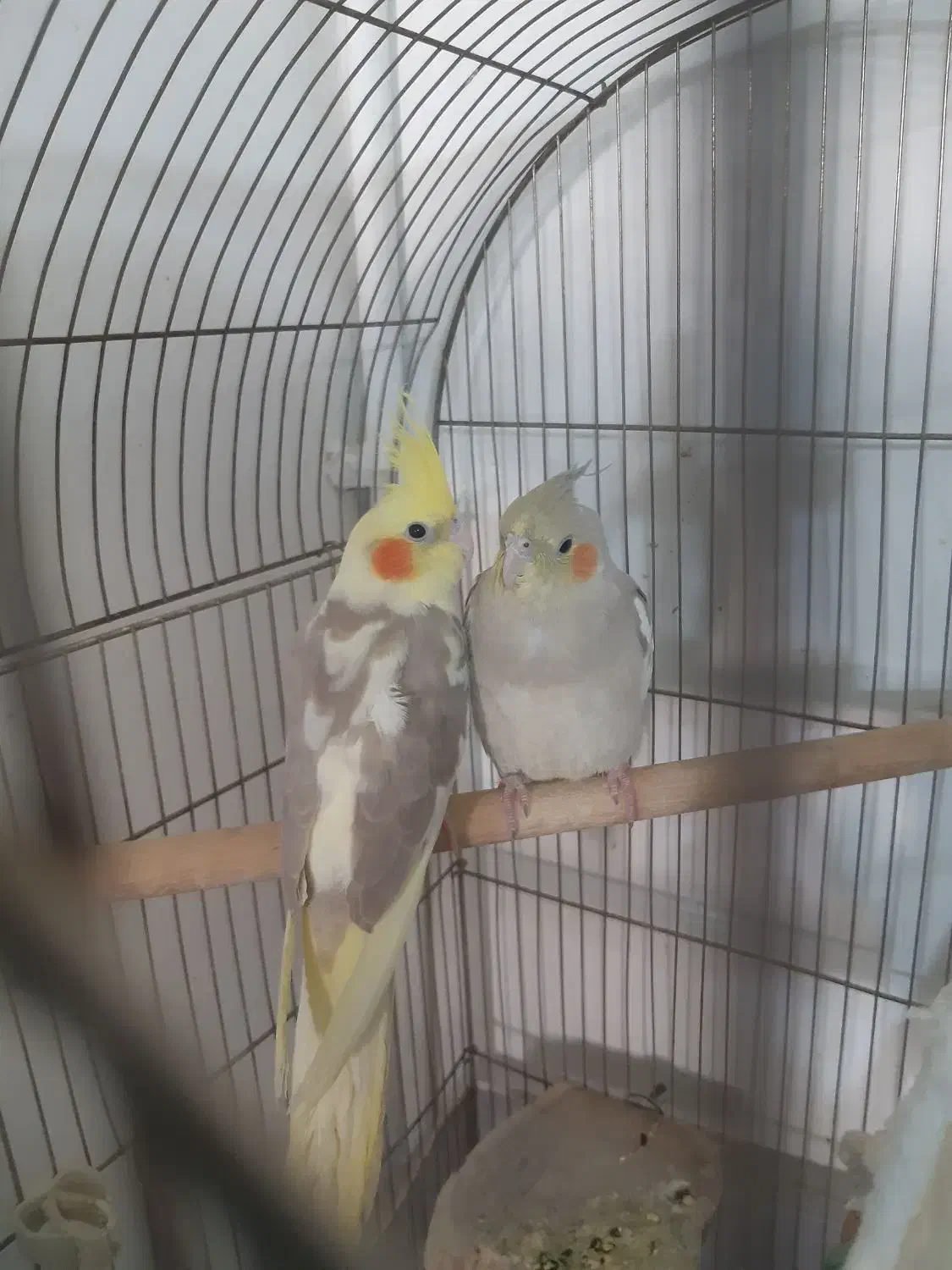 عروس هلندی ابلغ وخاکستری|پرنده|پاکدشت, پاکدشت (مامازند)|دیوار