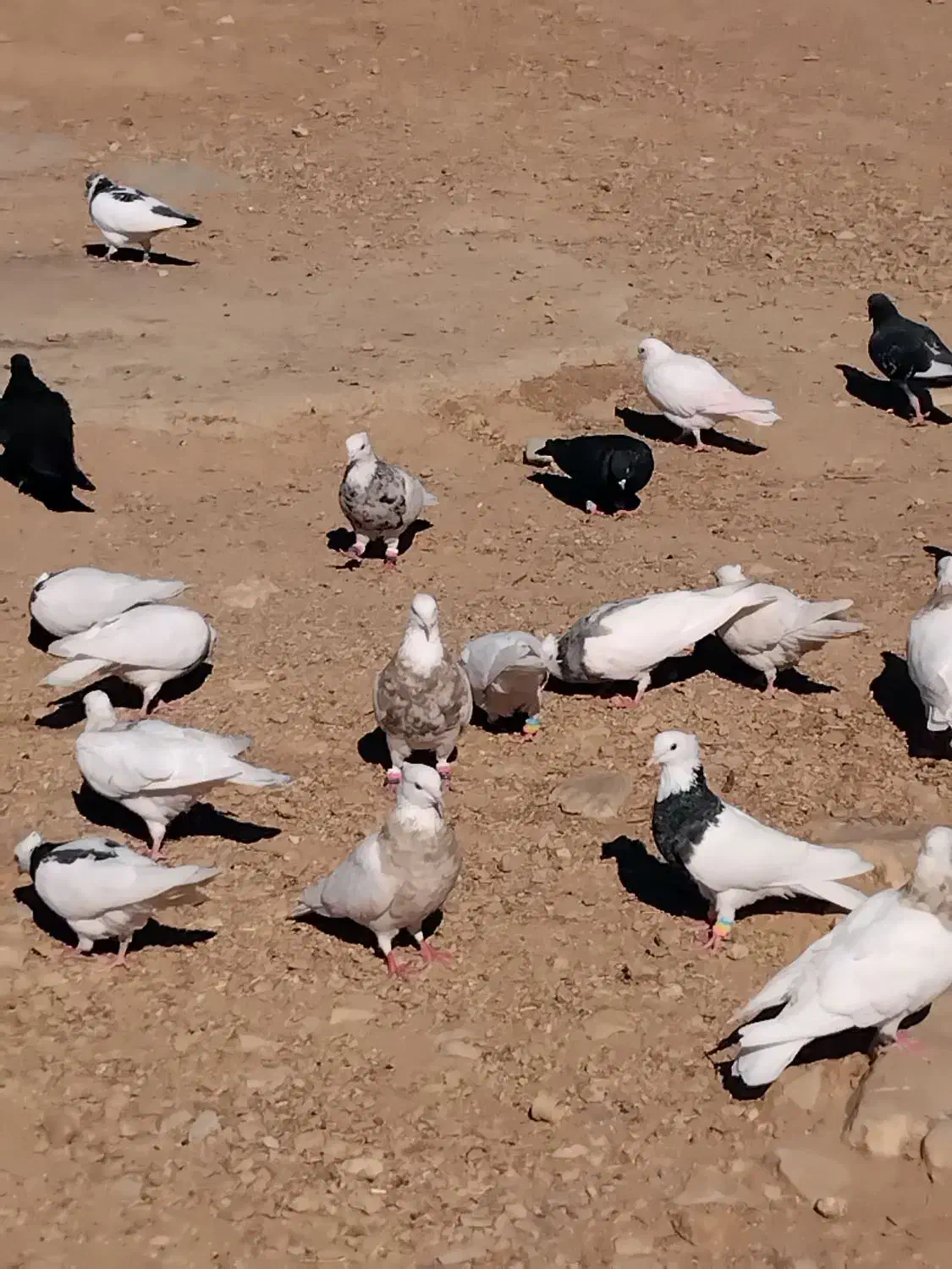 کبوتر طوقی|پرنده|دشت ذهاب, |دیوار