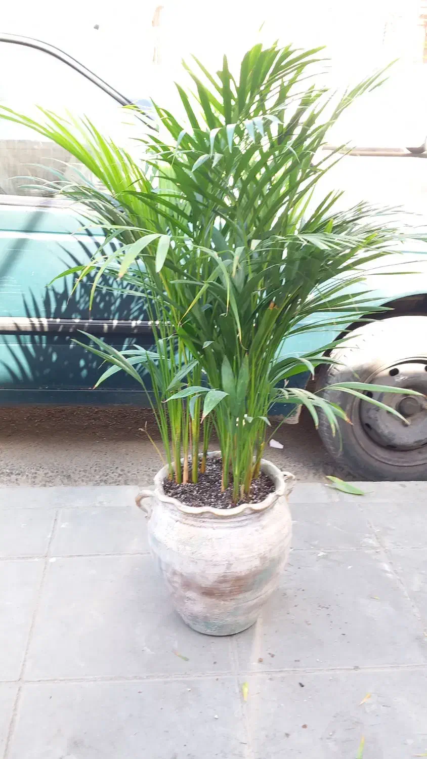 گلخانه اکسیژن|گل و گیاه طبیعی|مشهد, تلگرد|دیوار