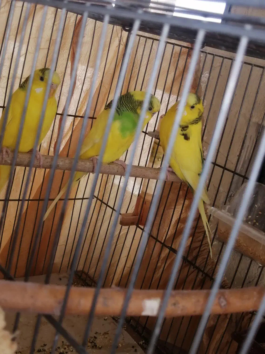 3 مرغ عشق کاملاسالم|پرنده|اصفهان, فرودگاه شهید بهشتی|دیوار