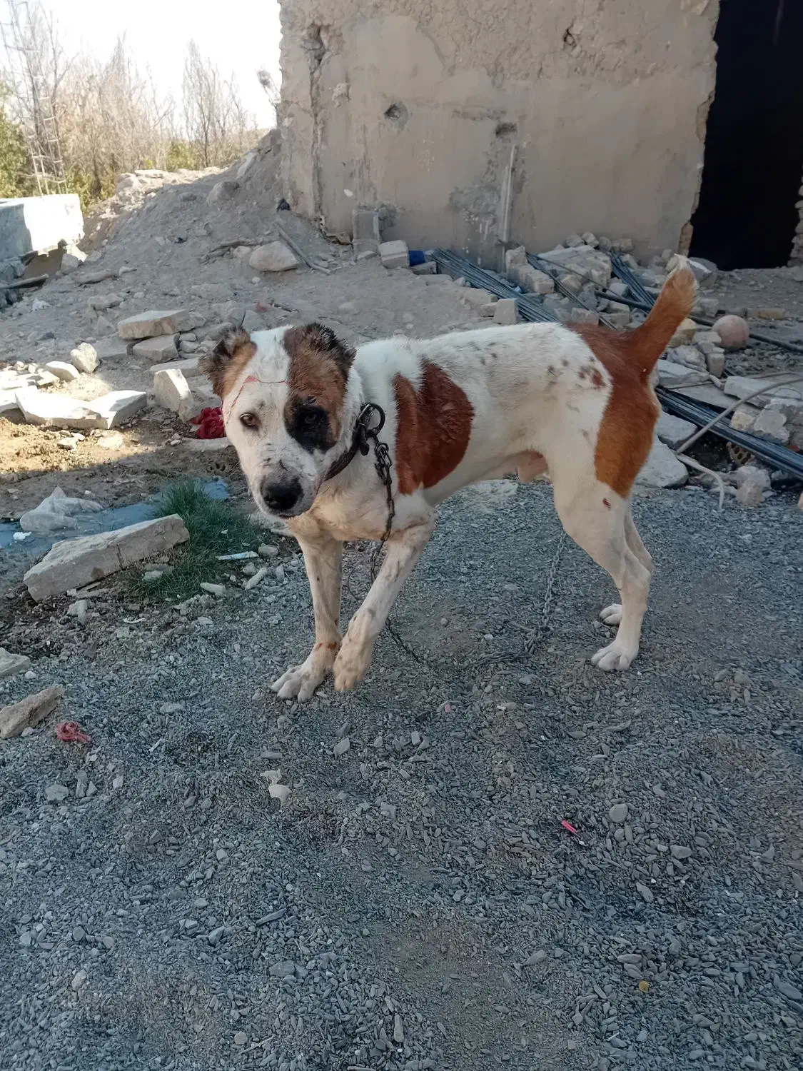 واگذاری سگ|سگ|کبودرآهنگ, |دیوار