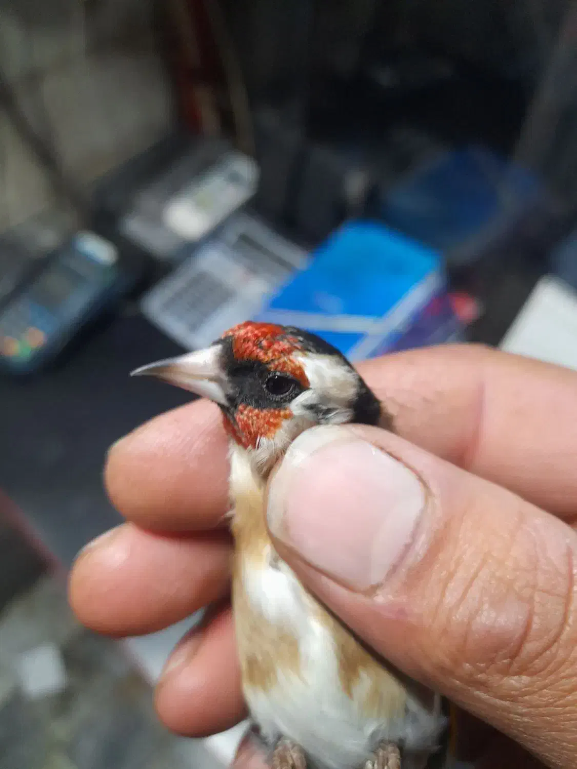 سهره نر|پرنده|قم, آزادگان|دیوار