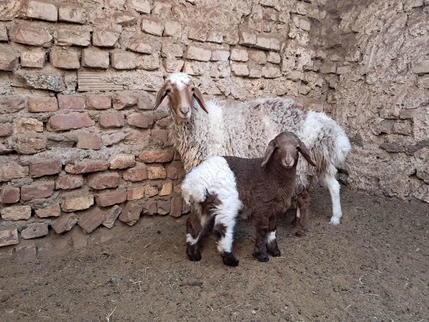 میش زاییده و بره نر|حیوانات مزرعه|بیرجند, |دیوار