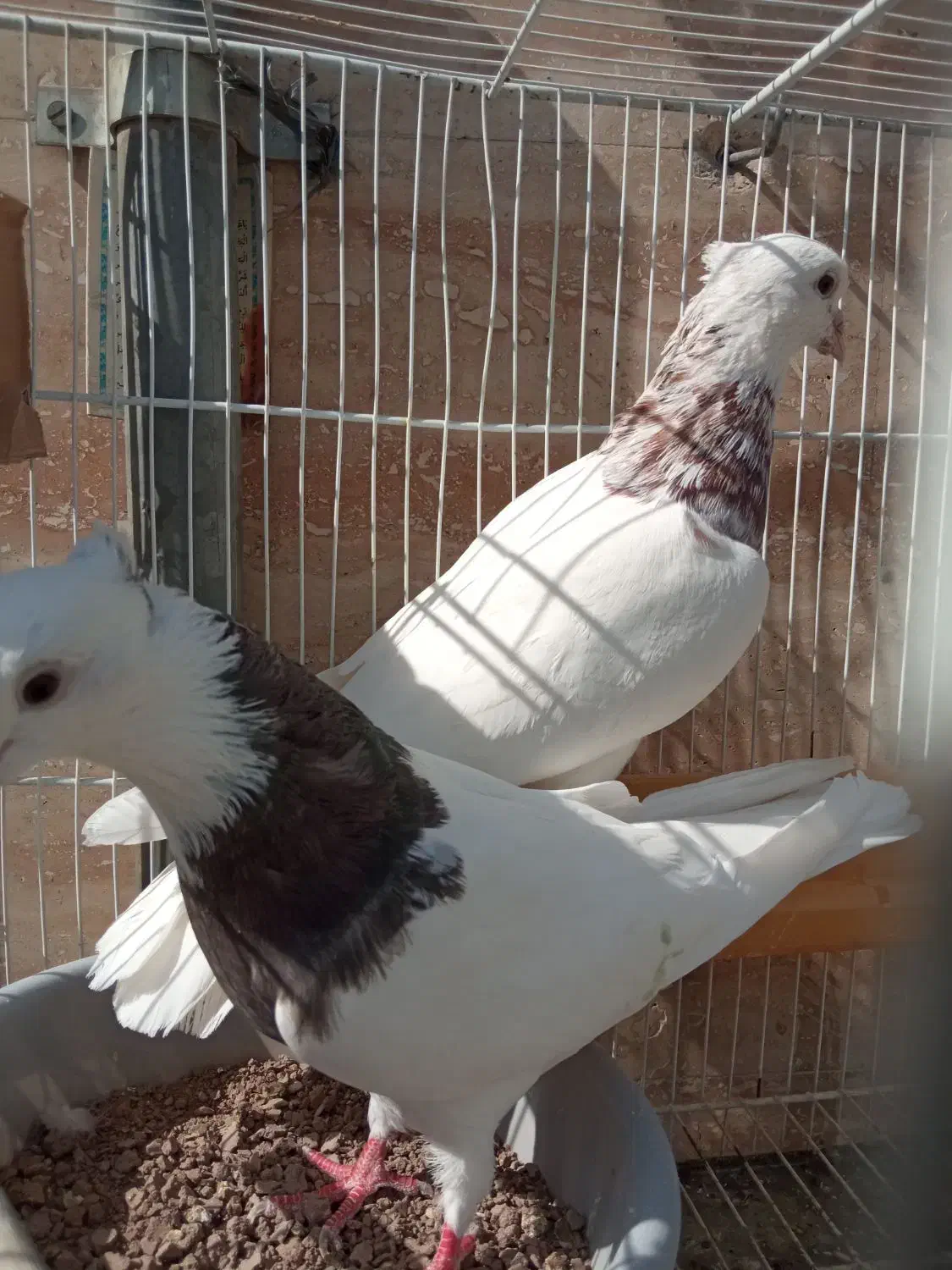 جفت طوقی هفترنگ همراه باتخم|پرنده|مشهد, عبادی|دیوار