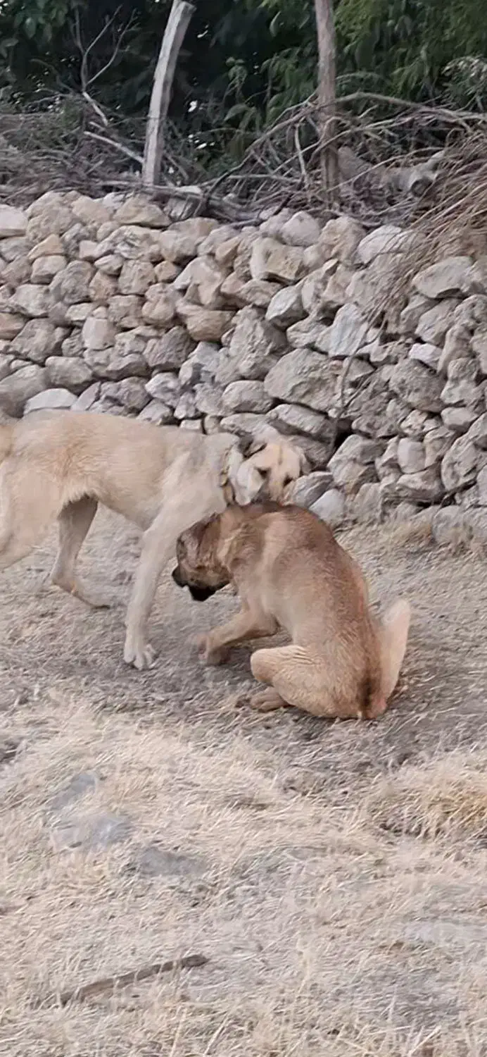 سگ گمشده|سگ|دالاهو, |دیوار