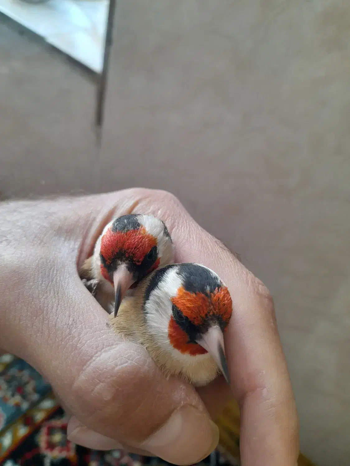 سهره نر|پرنده|کنگاور, |دیوار