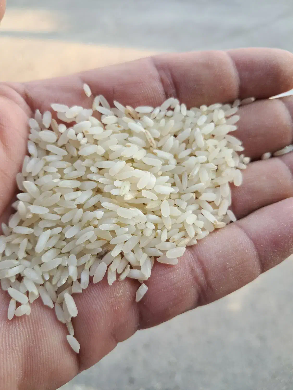 برنج لنجان اعلا کاشت امسال|خوردنی و آشامیدنی|اصفهان, بوستان زاینده رود|دیوار