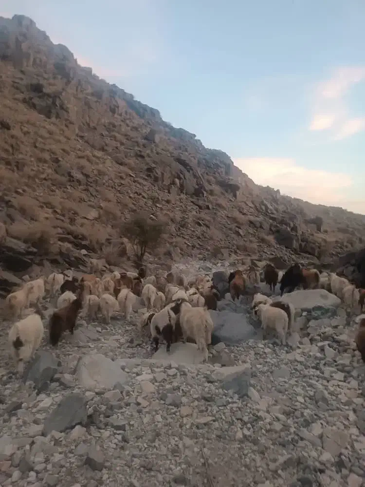 فروش ۴۰ راس  بزجوان ماده مولد داشتی|حیوانات مزرعه|بندرعباس, |دیوار