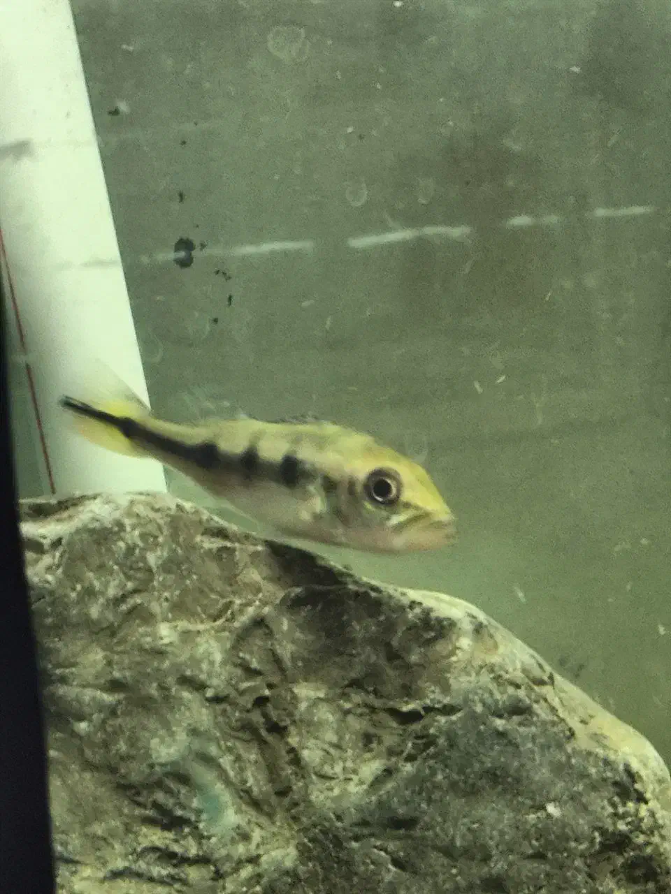 دو عدد پیکاک اسلاریس و یه دراگون خالص|ماهی|خرمآباد, |دیوار