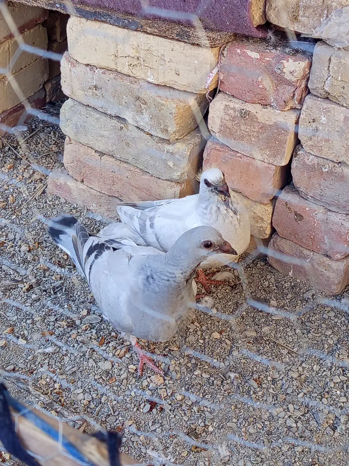 کبوتر|پرنده|سراوان, |دیوار