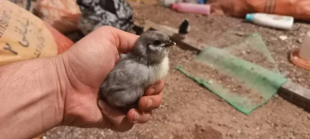 فروش تعدادی جوجه گلین طوسی وسیاه خال سوزنی زیرمرغی|حیوانات مزرعه|برازجان, |دیوار