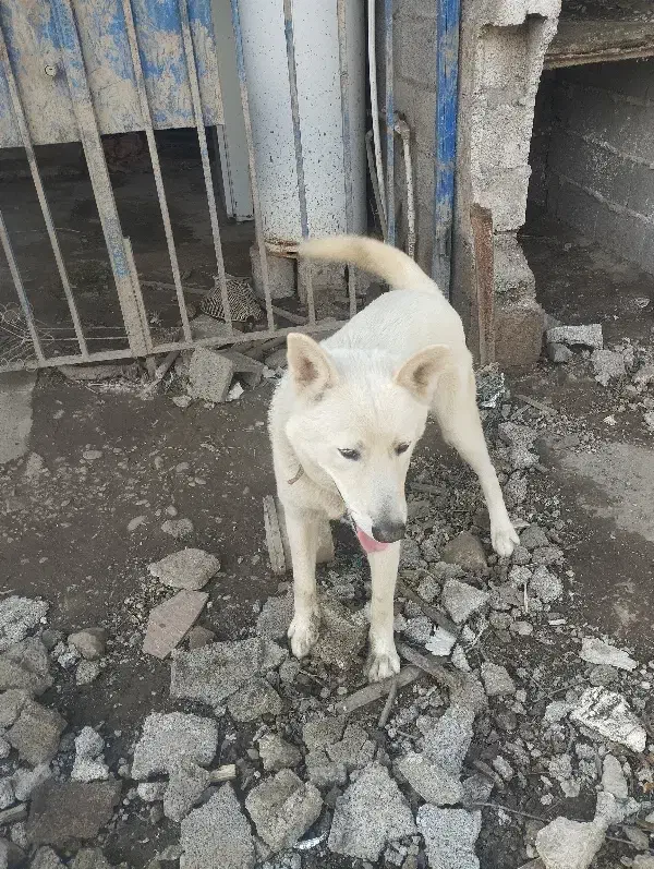 سگ ژرمن|سگ|زیباکنار, |دیوار