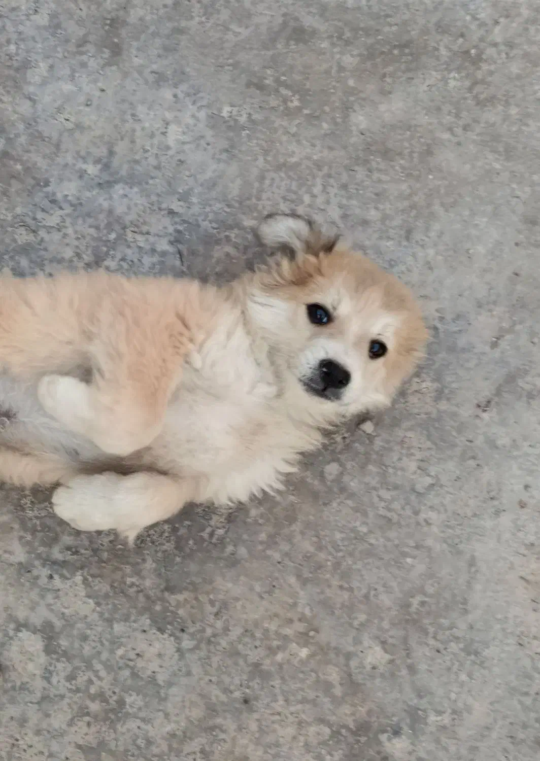 توله پامرین|سگ|مرودشت, ژیان|دیوار