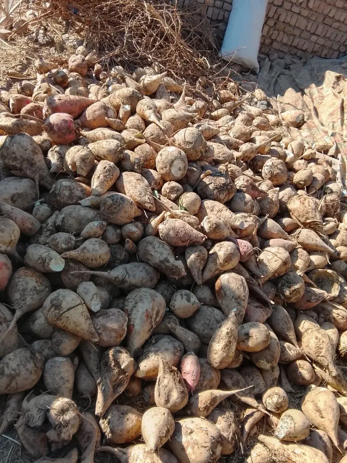 چغندر|لوازم جانبی حیوانات|تربتحیدریه, باغ ملی|دیوار