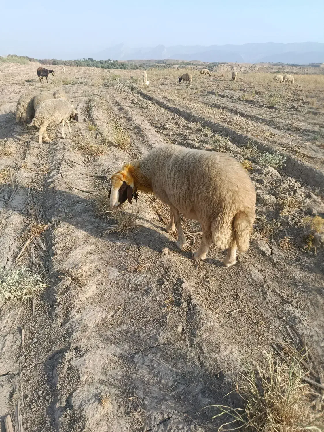 شک وزن سنجابی|حیوانات مزرعه|دره شهر, |دیوار