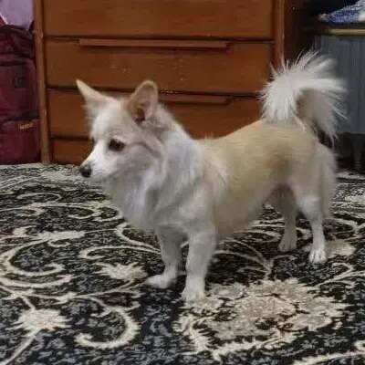 پامر روباهی|سگ|کرمانشاه, |دیوار