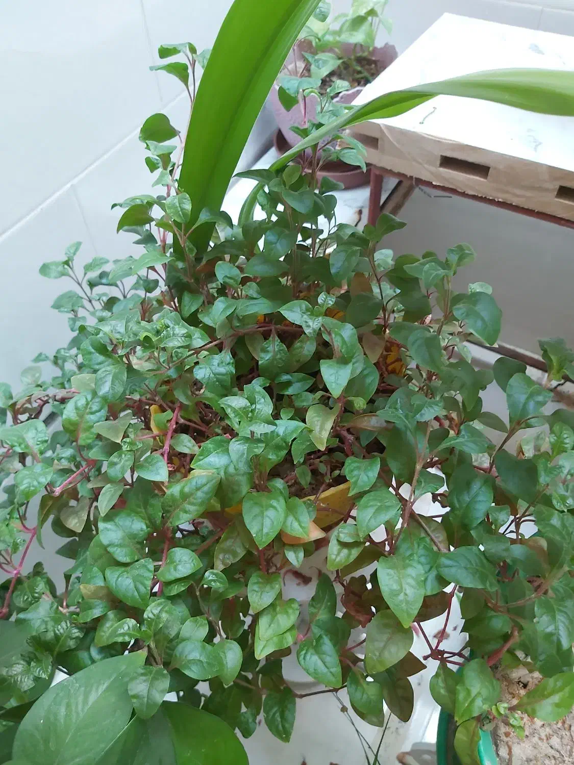 گل طبیعی|گل و گیاه طبیعی|فسا, |دیوار