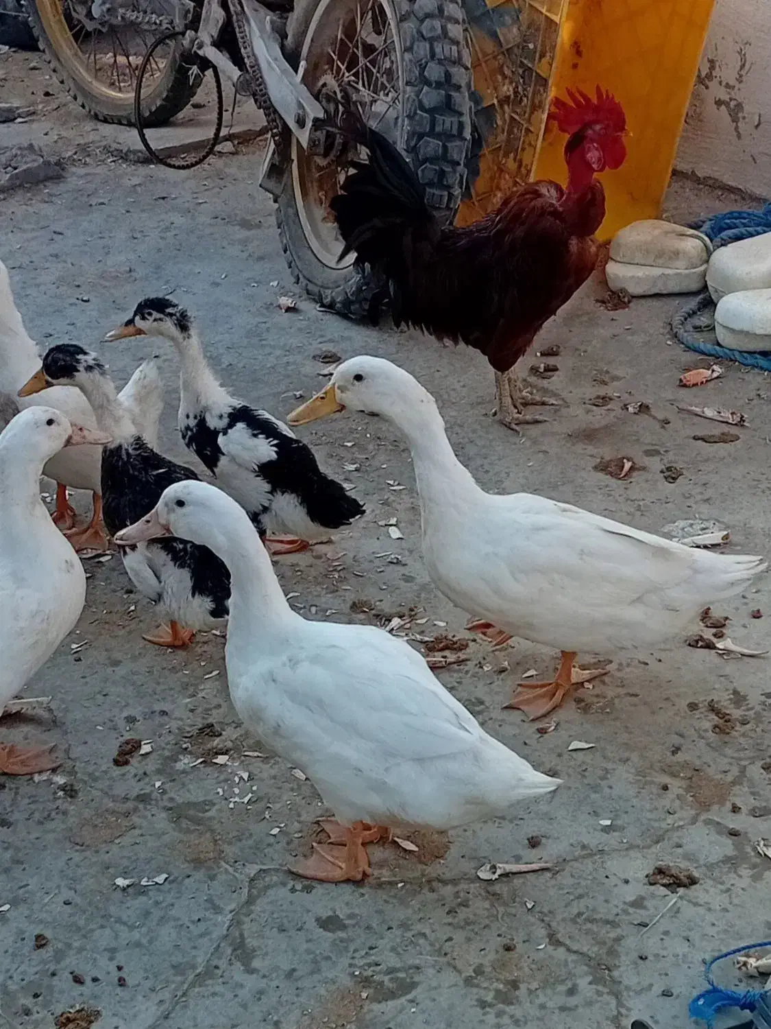 اردک|حیوانات مزرعه|درگهان, |دیوار