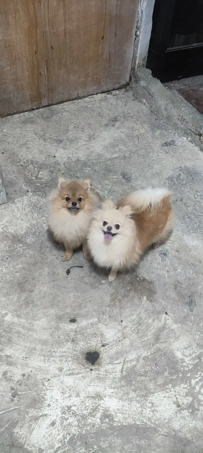 واگذاری دوعدد پامر پامرانین نرو ماده|سگ|رشت, پل تالشان|دیوار