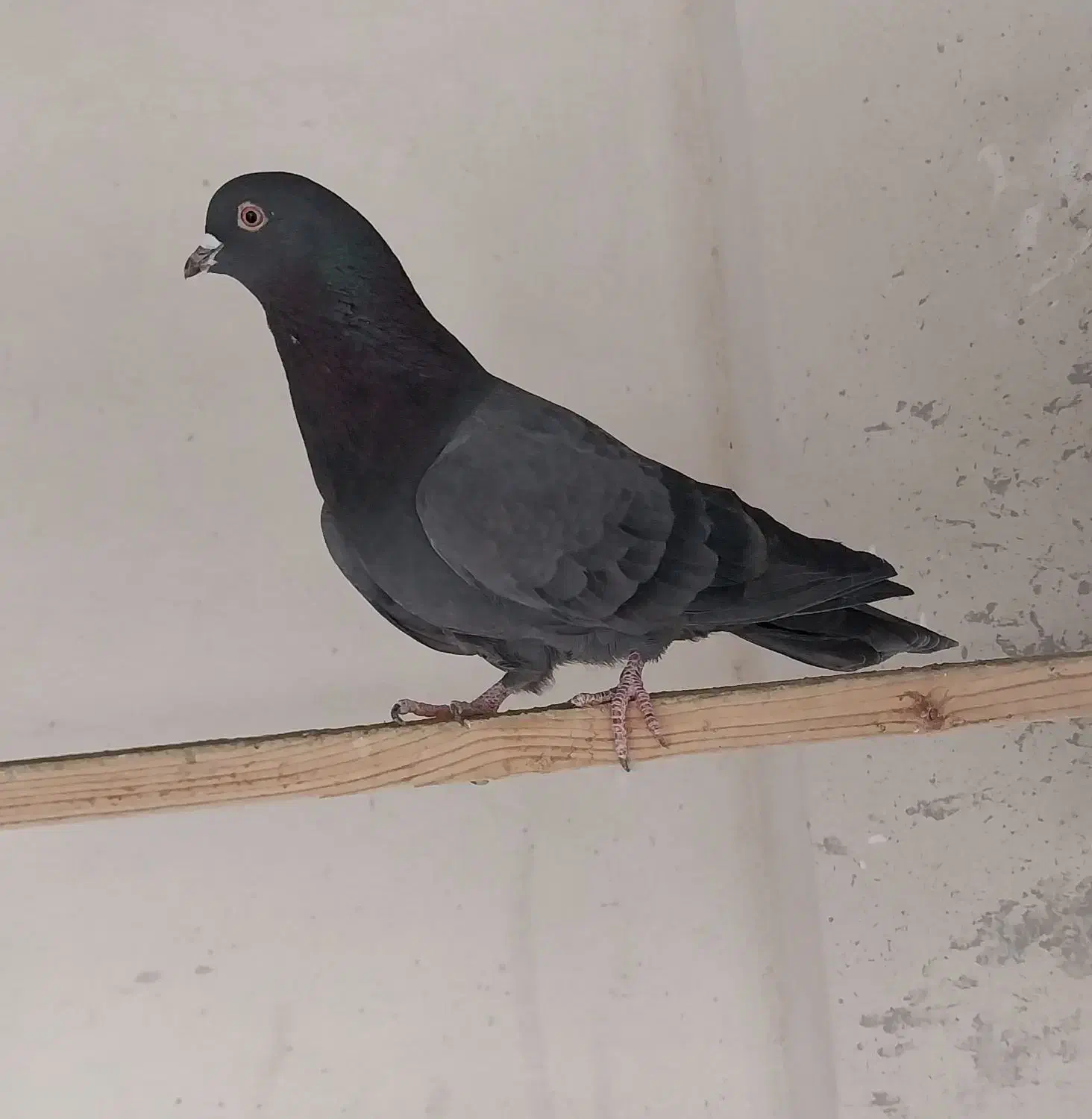 14 کفتر زیبا و پرشی|پرنده|آفتاب, |دیوار