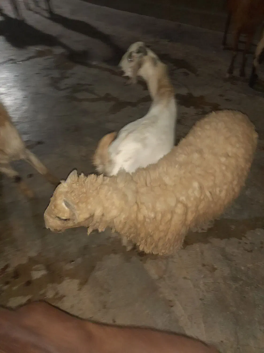 فروش کهره نر و بره|حیوانات مزرعه|میناب, |دیوار