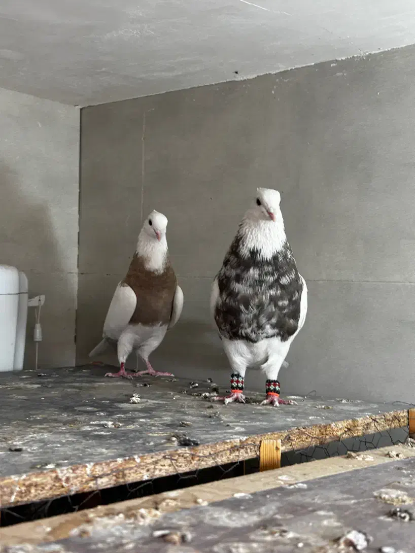 جفتگاه طوقی|پرنده|مشهد, آزادشهر|دیوار