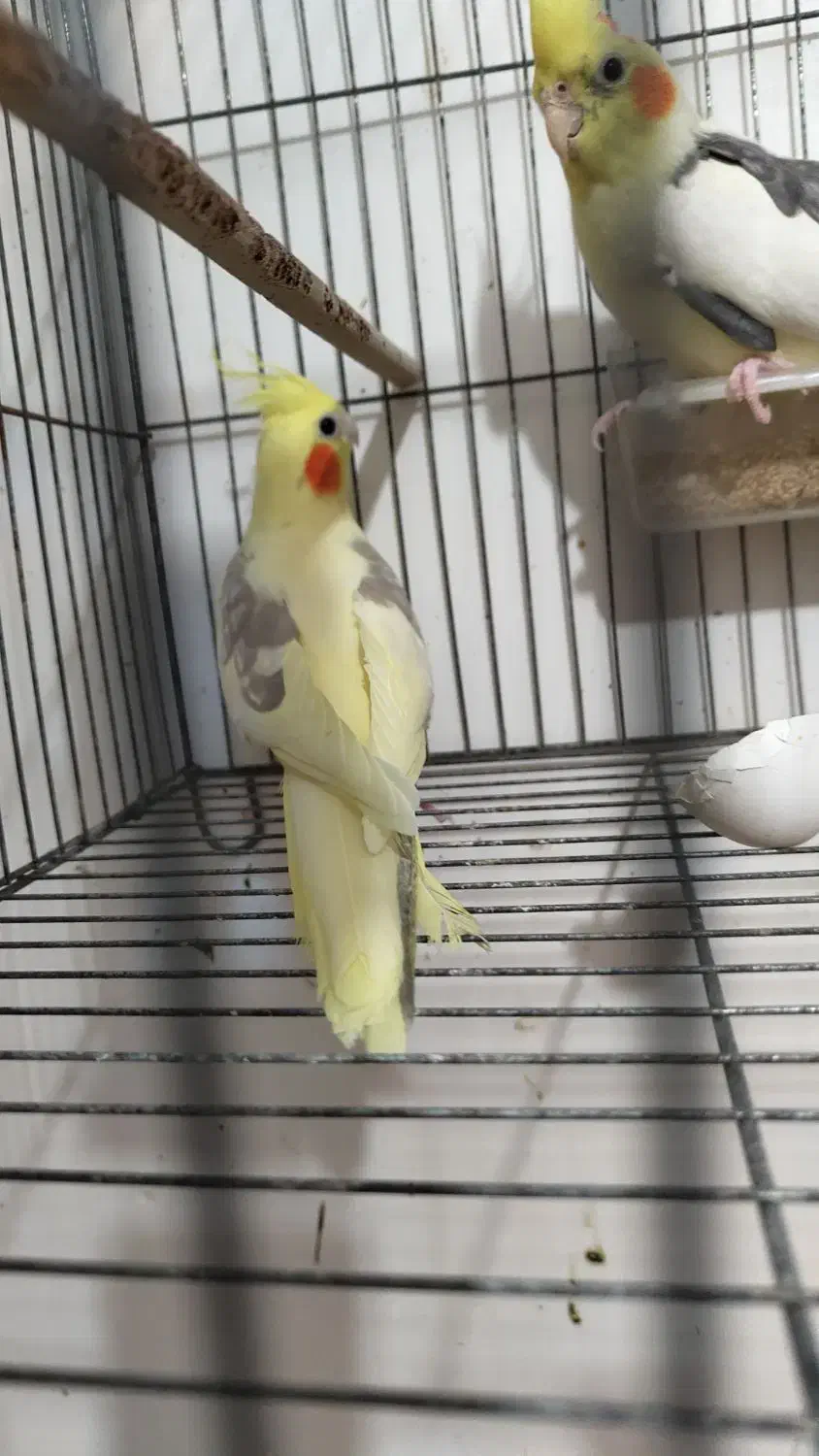 جفت مولد دوکت لوتینو|پرنده|بندر دیر, |دیوار