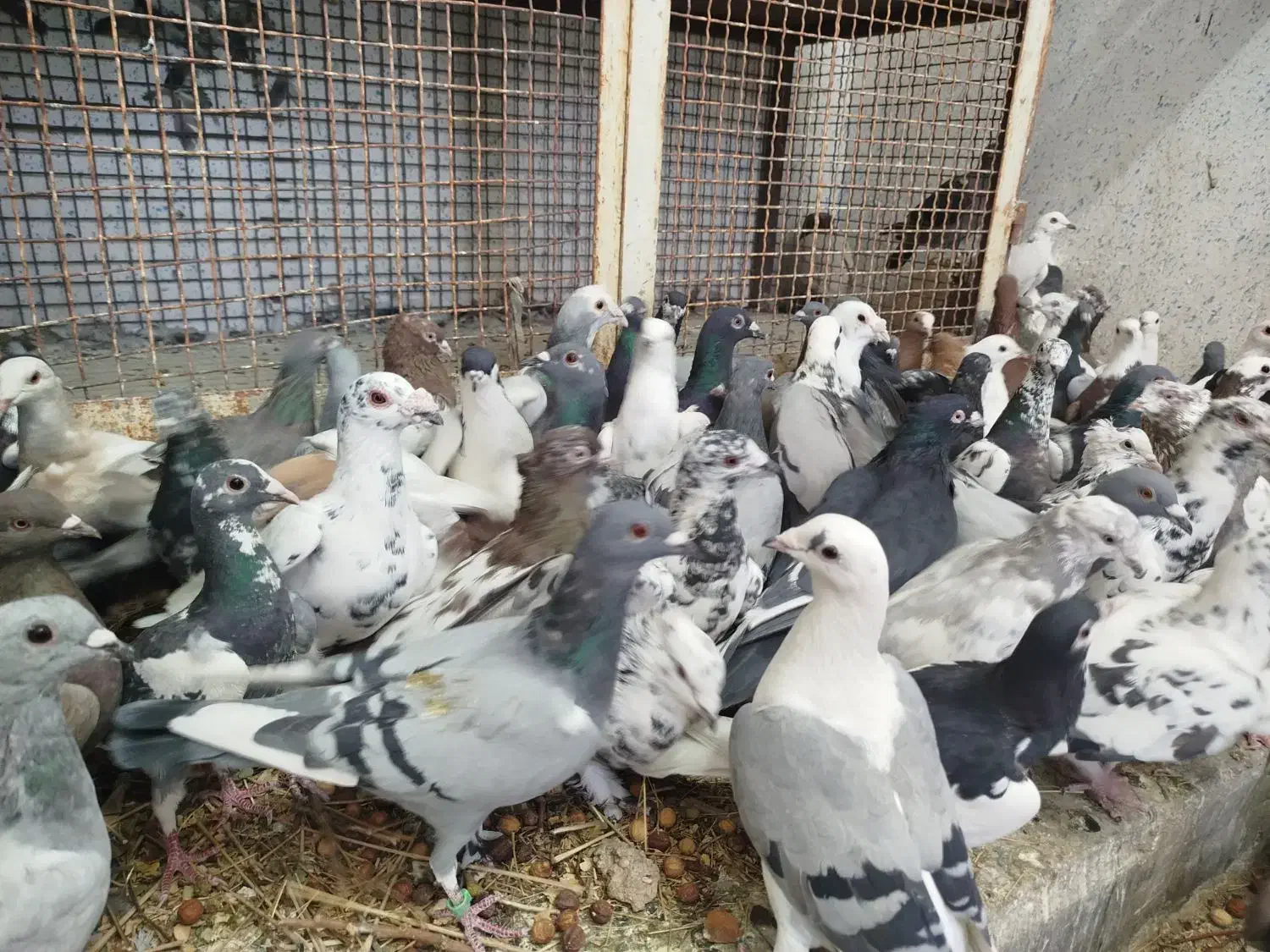 کفتر یا کبوتر بیرونی ب شرط هوا|پرنده|شیراز, پودنک|دیوار