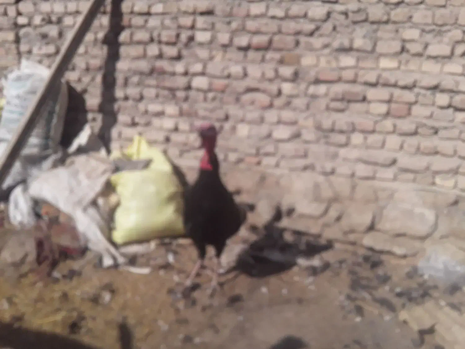 بوقلمون|حیوانات مزرعه|چناران, |دیوار