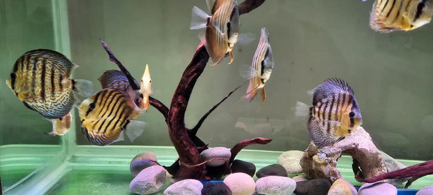 دیسکس|ماهی|مبارکه, |دیوار